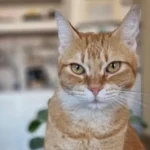 ¿Dónde estará la próxima semana el quirófano móvil para mascotas?