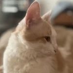 Nuevas ubicaciones de los quirófanos móviles para mascotas en Mar del Plata