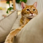 Cómo será el nuevo cronograma del quirófano móvil para mascotas