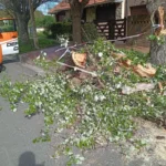 La tormenta provocó caídas de árboles y cortes de luz en Mar del Plata
