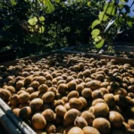 Productores y especialistas se reúnen en Mar del Plata para fortalecer la producción de kiwi