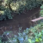 Piden informes por posible contaminación en el Bosque Peralta Ramos