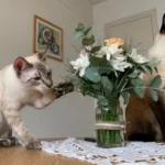 Cronograma semanal de castraciones y vacunación antirrábica