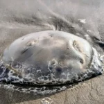 Importante cantidad de medusas en las playas del norte de Mar del Plata