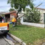 El temporal generó 60 reclamos y la caída de árboles y postes en Mar del Plata