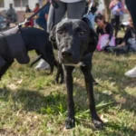 Cronograma de los quirófanos móviles para mascotas en Mar del Plata