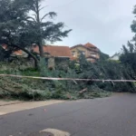 Una rama cayó y derribó cables y una columna en Los Troncos