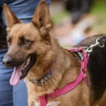 Confirmaron el cronograma semanal del quirófano móvil para perros y gatos