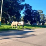 Riesgo en la calle: captaron caballos sueltos en 10 de Febrero y Manrique