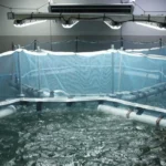 INIDEP logró producir juveniles de pez limón y avanza en ensayos de engorde