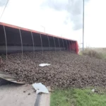 Volcó un camión con 32 mil kilos de papas en la rotonda del Camino Viejo a Miramar