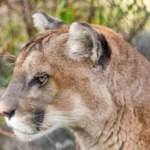 Científicos del CONICET detectan pumas en sierras cercanas a Mar del Plata