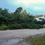 Confirman que lo peor del temporal ya pasó: quedan árboles caídos en Las Dalias y Bosque Peralta Ramos