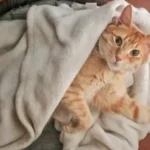 Dónde estarán los quirófanos móviles para perros y gatos la próxima semana