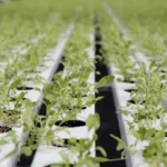 Producción hidropónica crece como modelo sostenible local