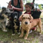 Nuevo cronograma del quirófano móvil para mascotas en Mar del Plata