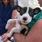 Dónde estará esta semana el quirófano móvil para mascotas en Mar del Plata