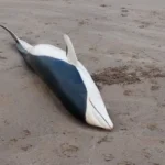 Apareció un delfín muerto en una playa de Mar del Plata