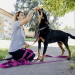 Zoonosis realizó más de 5400 castraciones