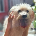 Cómo funcionará esta semana el quirófano móvil para mascotas en Mar del Plata