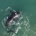 Ballenas a metros de la costa: por qué cada vez se ven más en Mar del Plata