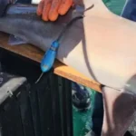 El INIDEP marcó tiburones con transmisores satelitales para estudiar sus desplazamientos