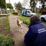 Rescataron a dos perros galgos en Mar del Plata tras una denuncia por maltrato