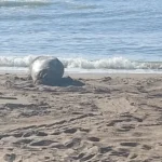 Apareció otro elefante marino frente al Unzué y no descartan que se forme una colonia en alguna playa