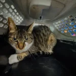 Rescataron a un gato que vivía dentro de una jaula transportadora