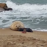 Sorpresa en una playa de Mar del Plata: nació una cría de elefante marino