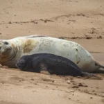 Elefantes marinos en Mar del Plata: cómo protegerlos y qué recomiendan
