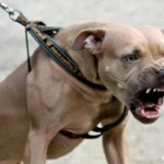 Advierten por el incumplimiento de la ordenanza de Tenencia Responsable de Mascotas y piden controles