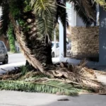 Susto en Catamarca y Formosa por el incendio de una palmera