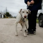 Rescataron a un perro en estado de abandono en el barrio La Herradura