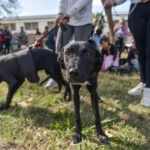 Mar del Plata retoma la vacunación antirrábica gratuita para perros y gatos