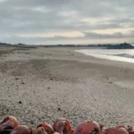 La conductora Luz Dubedout fue atacada por un perro en una playa de Mar del Plata