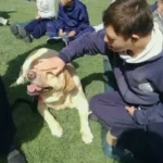 Mar del Plata despide a Lolita, la perra que acompañó a cientos de personas durante más de una década