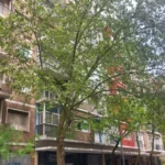 Tiraron a un cachorro caniche de un quinto piso: “Pegó la cabeza contra el cordón”
